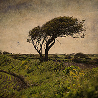 Buy canvas prints of Wind-sculpted tree, Ireland by james burke