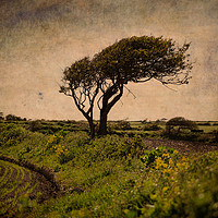 Buy canvas prints of Square format - Irish tree. by james burke