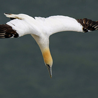 Buy canvas prints of  Gannet Diving at Bempton Cliffs by Mike Twist