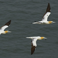 Buy canvas prints of  Gannets in Formation by Mike Twist