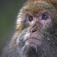 Buy canvas prints of  Barbary Macaque female by Mike Twist