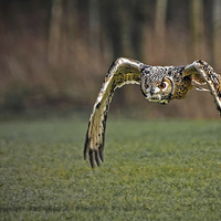 Buy canvas prints of  European Eagle Owl in Flight by Mike Twist
