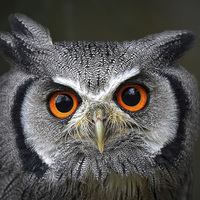 Buy canvas prints of  White Faced Scops Owl - Portrait by Mike Twist