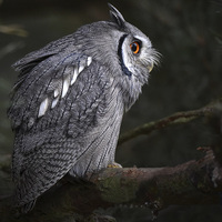 Buy canvas prints of  White Faced Scops Owl  by Mike Twist