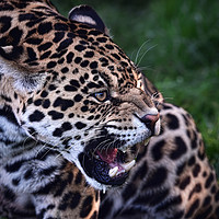 Buy canvas prints of Jaguar warns off competition by Mike Twist