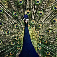 Buy canvas prints of  the Peacock by Edmond Sahakian
