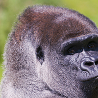 Buy canvas prints of Male Lowland Gorilla Portrait by Dave Carroll