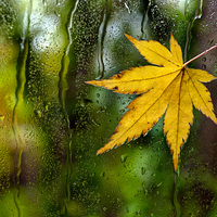 Buy canvas prints of Fallen Leaf on Window by Dave Carroll