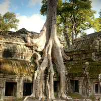 Buy canvas prints of Ta Prohm Cambodia by Dave Carroll
