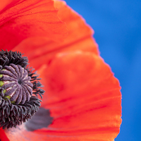 Buy canvas prints of Close up of a Red Poppy by Dave Carroll