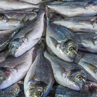 Buy canvas prints of  Fresh Fish by Dave Carroll