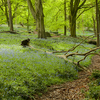Buy canvas prints of Bluebell Woods by Dave Carroll