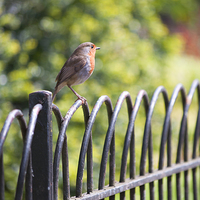 Buy canvas prints of Robin on a Park Fence by Dave Carroll