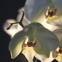 Buy canvas prints of White Orchids by Dave Carroll
