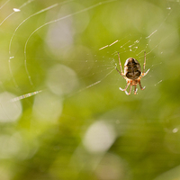 Buy canvas prints of The webs we weave by Dave Carroll