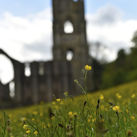 Buy canvas prints of  Spring at the Abbey by Dave Carroll