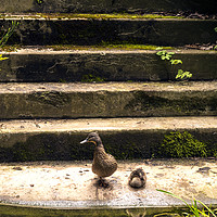 Buy canvas prints of Duck and Duckling on steps by waters edge by Dave Carroll