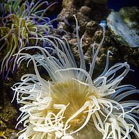 Buy canvas prints of Sea Anemone  by Dave Carroll