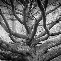 Buy canvas prints of Tree of Life by Dave Carroll