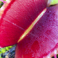 Buy canvas prints of Open Big Red Venus Fly Trap by Dave Carroll