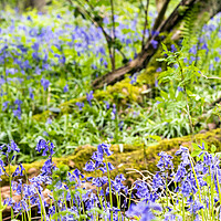 Buy canvas prints of Bluebell Woods - Bluebells in focus in foreground by Dave Carroll
