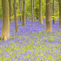 Buy canvas prints of Bluebell Woods - Carpet of Bluebells by Dave Carroll