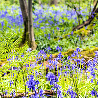 Buy canvas prints of Bluebell Woods : Ferns in focus in foreground by Dave Carroll