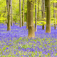 Buy canvas prints of Bluebell Woods - Carpet of Bluebells by Dave Carroll