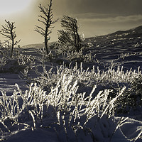 Buy canvas prints of Frosty Morning by Mark Fraser