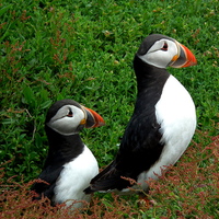 Buy canvas prints of  Puffin Pair by Rachael Bufton