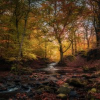 Buy canvas prints of Autumn comes to Tockholes by - Walker