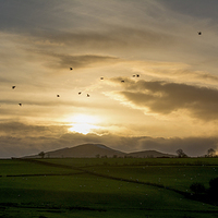 Buy canvas prints of  Sunset Birds by benny hawes