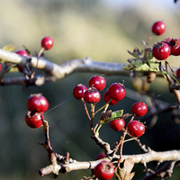 Buy canvas prints of  Autumn Berries by Michael Maher
