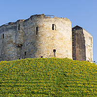 Buy canvas prints of Clifford's Tower Daffodils by Stephen Read