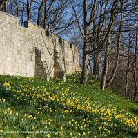 York City Walls Daffodils