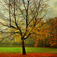 Buy canvas prints of  The Autumn Tree Hampstead  London  by Heaven's Gift xxx68