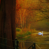 Buy canvas prints of  Autumn the season of colour  Hampstead-heath Lond by Heaven's Gift xxx68