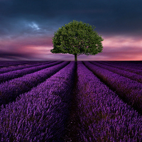 Buy canvas prints of  The Lavender field  by Heaven's Gift xxx68