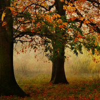Buy canvas prints of  Autumn In Hamstead-heath London Uk  by Heaven's Gift xxx68