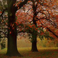 Buy canvas prints of  textured/painterly Autumn scene  Hampstead-heath  by Heaven's Gift xxx68