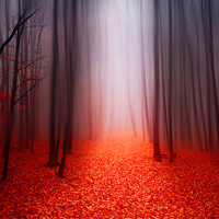 Buy canvas prints of  The Red Forest by Heaven's Gift xxx68