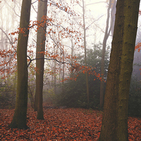 Buy canvas prints of  The Autumn Forest Hampstead-heath London Uk  by Heaven's Gift xxx68