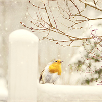 Buy canvas prints of  The little red robin on a snowy winters day in lo by Heaven's Gift xxx68