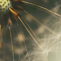 Buy canvas prints of  dandelion whispers  by Heaven's Gift xxx68