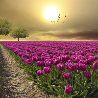 Buy canvas prints of  field of tulips  by Heaven's Gift xxx68