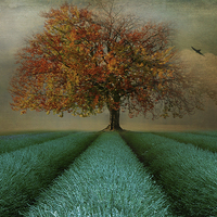Buy canvas prints of  The Autumn tree  by Heaven's Gift xxx68