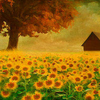 Buy canvas prints of  the sunflower field  by Heaven's Gift xxx68