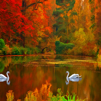 Buy canvas prints of  swan lake  by Heaven's Gift xxx68