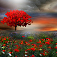 Buy canvas prints of The little Red Tree  by Heaven's Gift xxx68