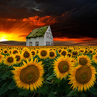 Buy canvas prints of the  sunflower field  by Heaven's Gift xxx68